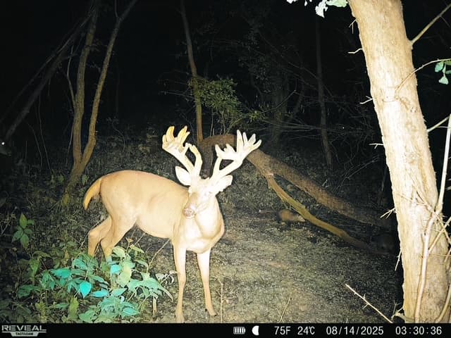 Whitetail buck in velvet captured at night by a Tactacam Reveal