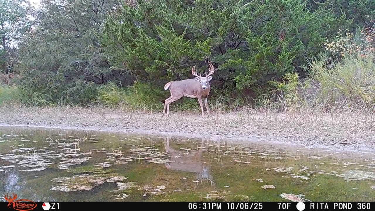 Whitetail buck approaching a pond at dusk, captured by a Wildgame Innovations Orbit 360