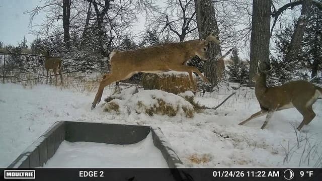 Whitetail group at a winter feed station, mid-bound action by a Moultrie Edge 2