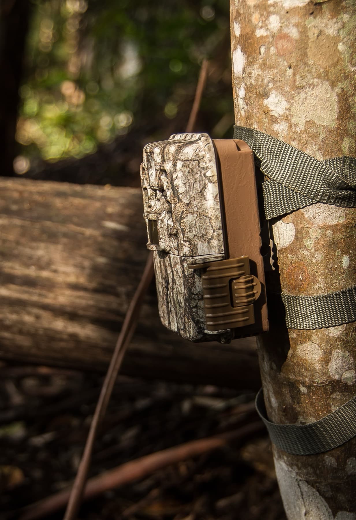 Camo trail camera strapped to a hardwood tree, fallen log behind