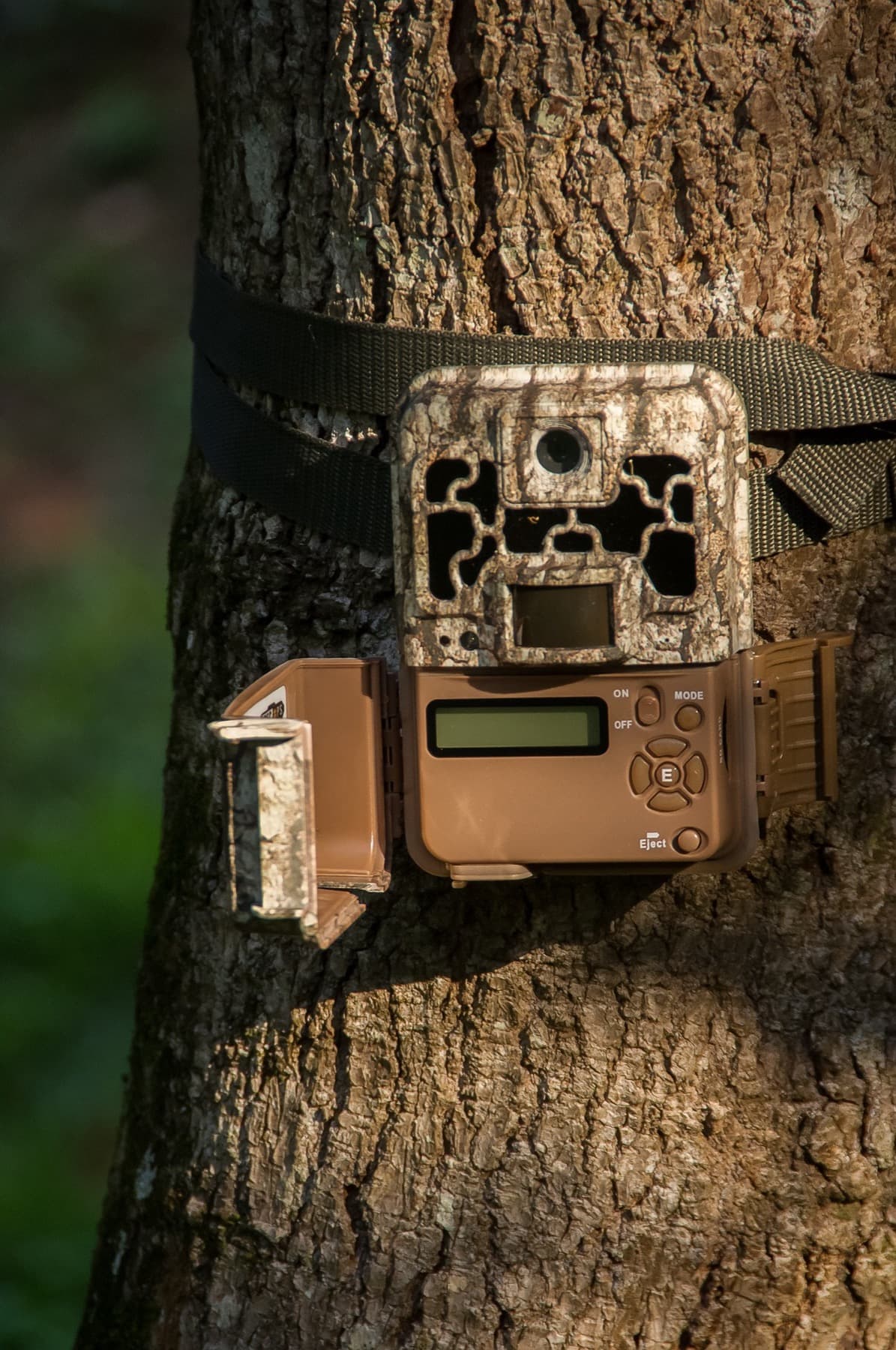 Trail camera with display screen mounted on an oak trunk