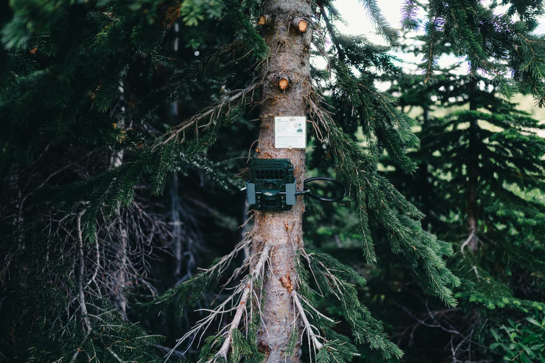 Trail camera mounted on a spruce tree in dense forest